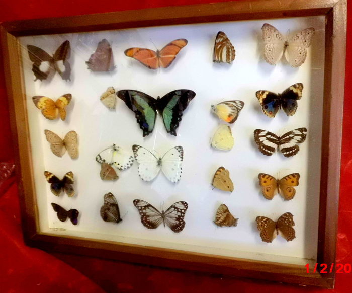 3239f623-f4e4-49c2-bdfe-cd1a8b24f046